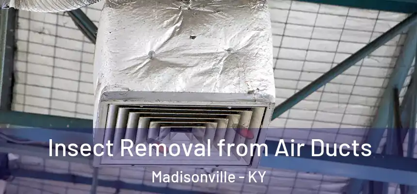 Insect Removal from Air Ducts Madisonville - KY